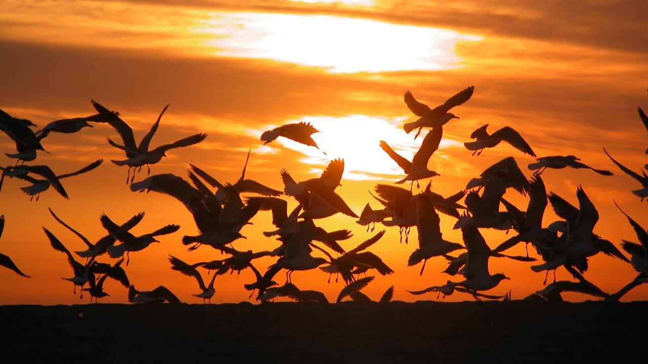 'No benefit from culling wild birds to control avian influenza': UN-backed task force